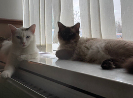 King & queen ragdolls