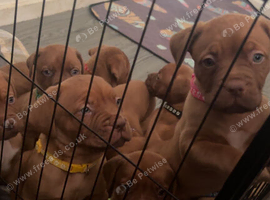 Dogue de Bordeaux puppies