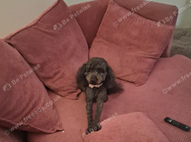 2 year girl cockerpoo