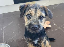 Border terrier pup for sale