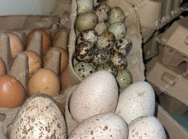 Fertile eggs