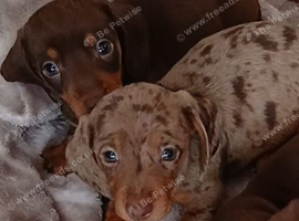PRA, HEALTH CHECKED, ADORABLE MINIATURE DASHSHOUNDS