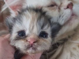 Persian Chihuahua kittens