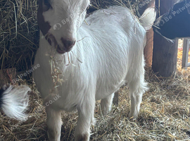 Pygmy X Boer