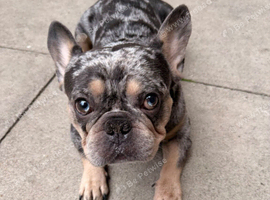 Beautiful merle frenchie male