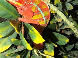 Male panther chameleon
