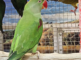 Alexandriane parrot