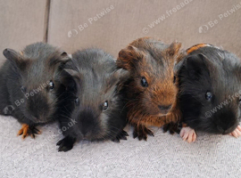 Beautiful baby guinea pigs looking for new homes