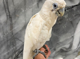 Friendly Baby HandReared Super Tame Cuddly Ducorps Cockatoo Parrot,13