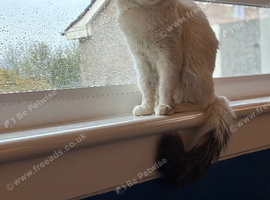 Maine coon BSH