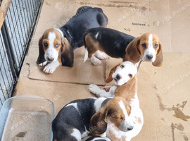 Basset Pups ready to go