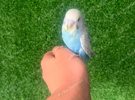 Stunning baby hand reared budgies