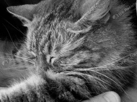 2 x Loving cats looking for good home