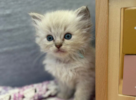 Ragdoll Lynx ready to leave in 2 weeks