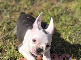 Boston x frenchie