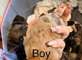 Belgian mali cross