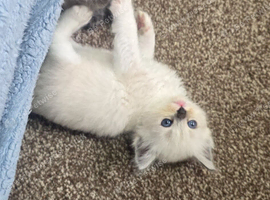Ragdoll/mainecoon babies