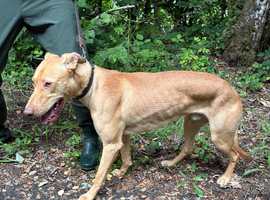 Deer bull grey x Saluki collie bull grey