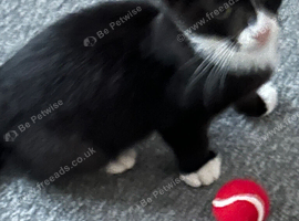 Cat for sale
