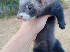 Polecat x European