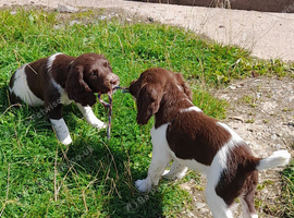 Gorgeous English Springer Spaniel Puppies