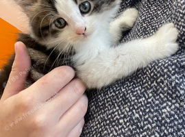 6 beautiful kittens