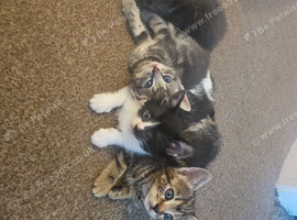 3 beautiful kittens