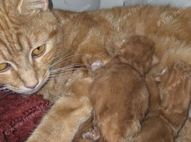 Ginger kittens