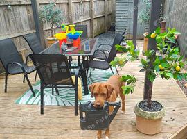Redfox Labrador