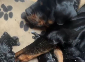 4 Rottweiler pups