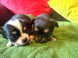 Beautiful Chichuahua pups