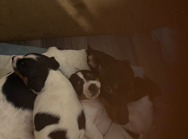 Beautiful Jack russel puppies!
