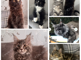 AMAZING HEALTH TESTED TICA REGISTERED MAINE COON KITTENS