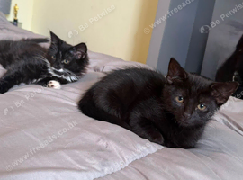 black and grey playful kittens