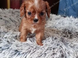 CHERISHED LITTLE TREASURE READY FOR LOVING HOMES