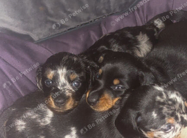 3 minature dachunds