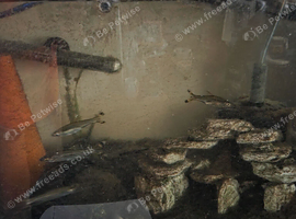 3ft Jewel Vision Tank plus fish