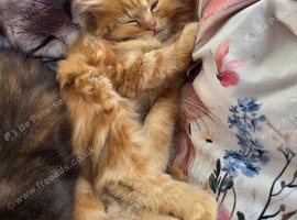 Maine Coon Kittens