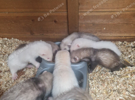 Ferrets for Sale