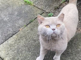 Bsh Lilac Boy GCCF Active