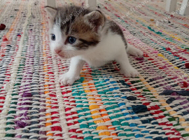 Kittens
