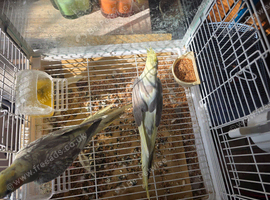 Pair of pied and pearl, just layed egg