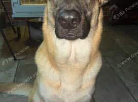 Kane 2 year old German shepherd and malinios mix