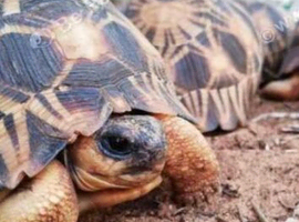 Any tortoise