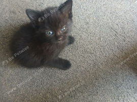 Kittens for sale