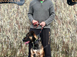 Dutch herder pups