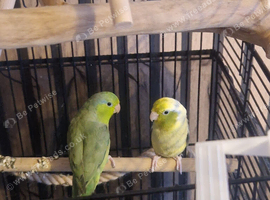 2 bonded parrotlets