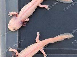 Axolotls &pound;10 each