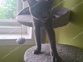 Female 8 months old Russian blue Cross