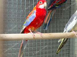 Rosella parrot
